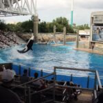 Explorando a Diversão nos Parques da SeaWorld em Orlando